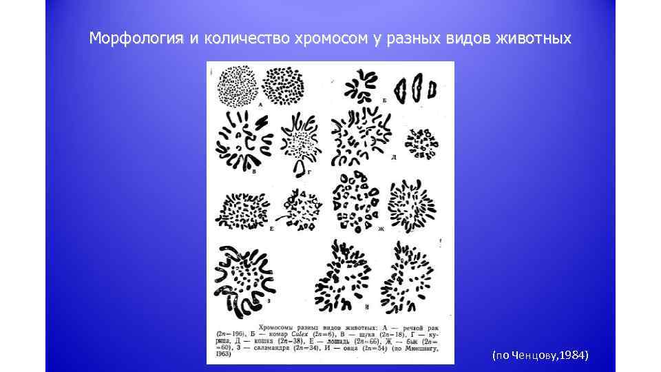 Морфология и количество хромосом у разных видов животных (по Ченцову, 1984) 