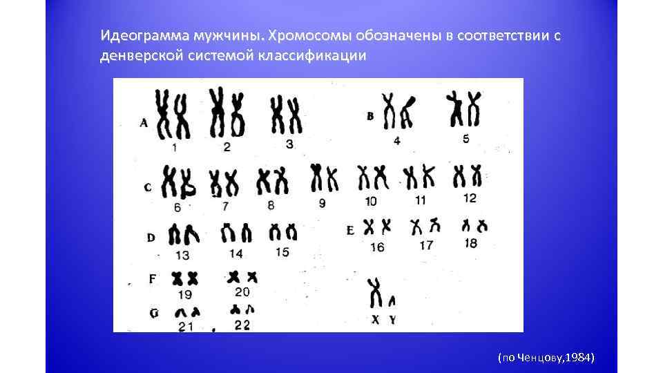 Идеограмма мужчины. Хромосомы обозначены в соответствии с денверской системой классификации (по Ченцову, 1984) 