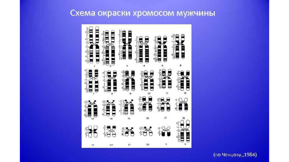 Схема окраски хромосом мужчины (по Ченцову. , 1984) 