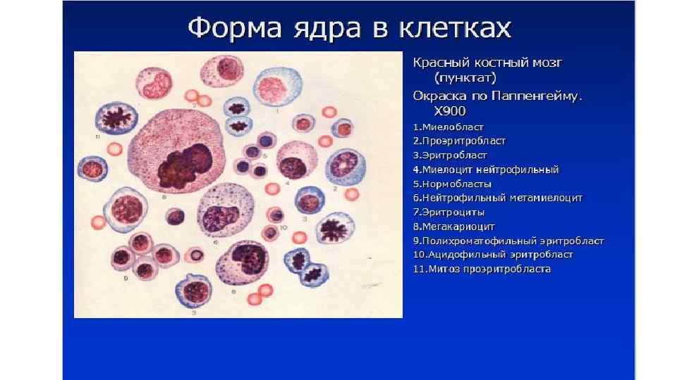 Шесть ядер. Красный костный мозг пунктат окраска по Паппенгейму. Формы клеточных ядер. Клетки красного костного мозга. Формы ядра клетки.