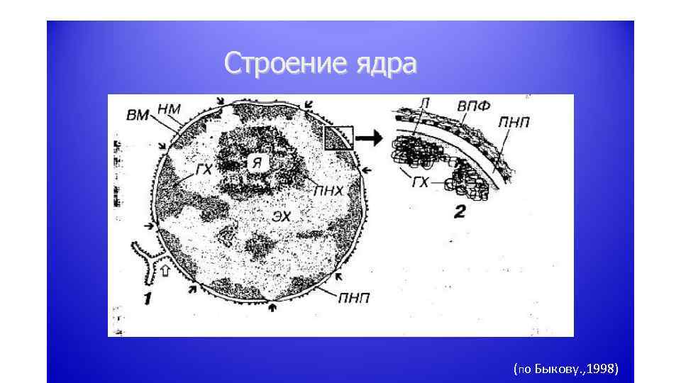 Строение ядра (по Быкову. , 1998) 