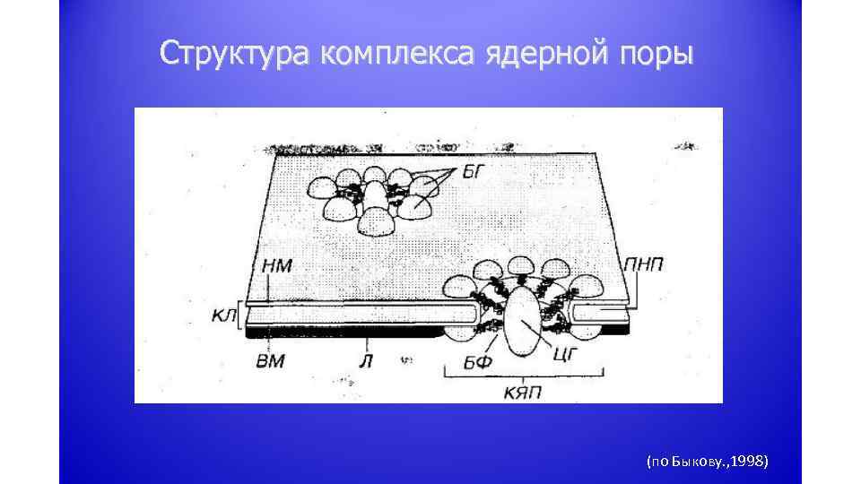 Комплекс ядерной поры. Комплекс ядерной поры строение. Структура ядерной поры. Строение комплекса. Схема строения ядерной поры.