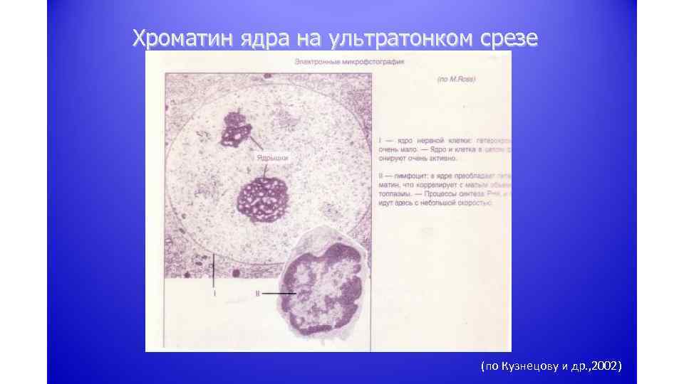 Хроматин ядра на ультратонком срезе (по Кузнецову и др. , 2002) 