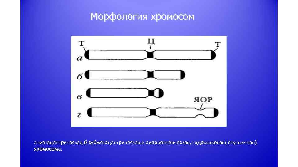 Морфология хромосом а-метацентрическая, б-субметацентрическая, в-акроцентрическая, г-ядрышковая( спутничная) хромосома. 