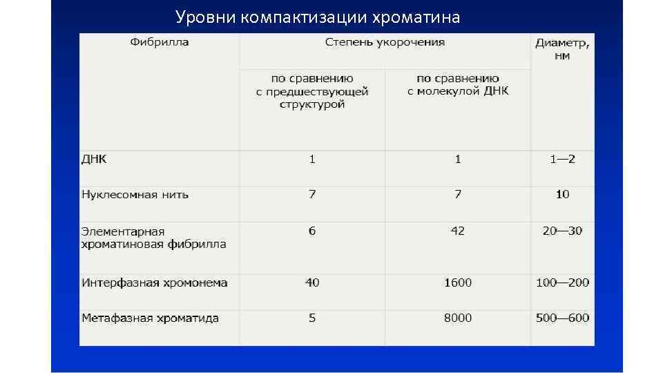 Уровни компактизации хроматина 