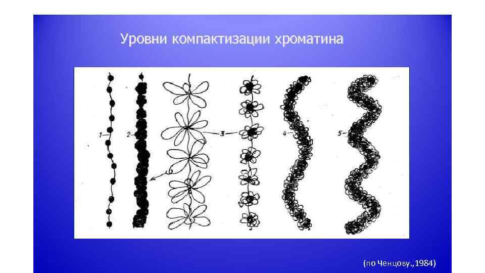 Уровни компактизации хроматина (по Ченцову. , 1984) 