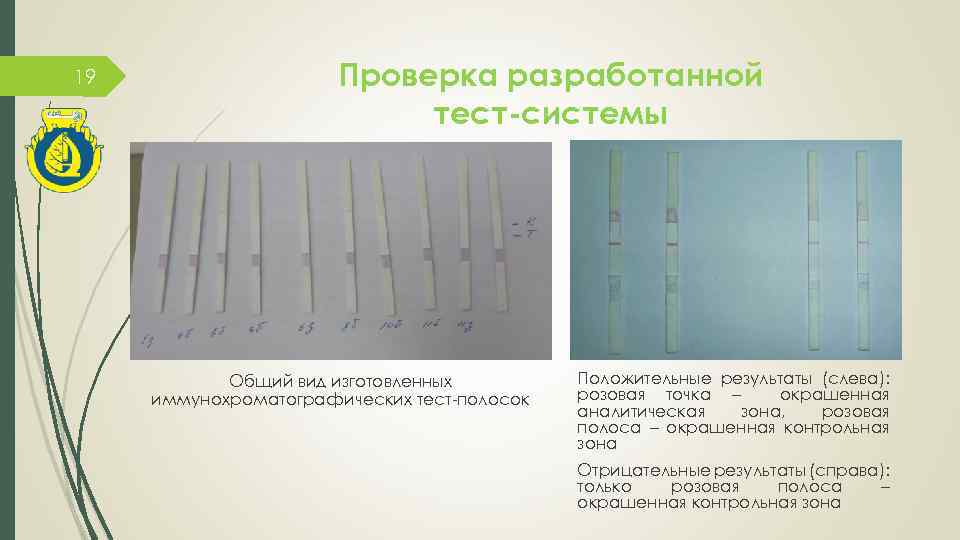 19 Проверка разработанной тест-системы Общий вид изготовленных иммунохроматографических тест-полосок Положительные результаты (слева): розовая точка