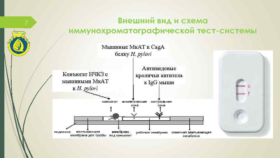 7 Внешний вид и схема иммунохроматографической тест-системы Мышиные Мк. АТ к Cag. A белку