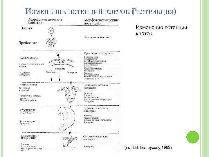 ИЗМЕНЕНИЕ ПОТЕНЦИЙ КЛЕТОК РЕСТРИКЦИЯ) ( Изменение потенции клеток (по Л. В. Белоусову, 1983) 