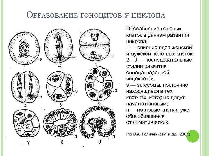 Биология развития 1 курс