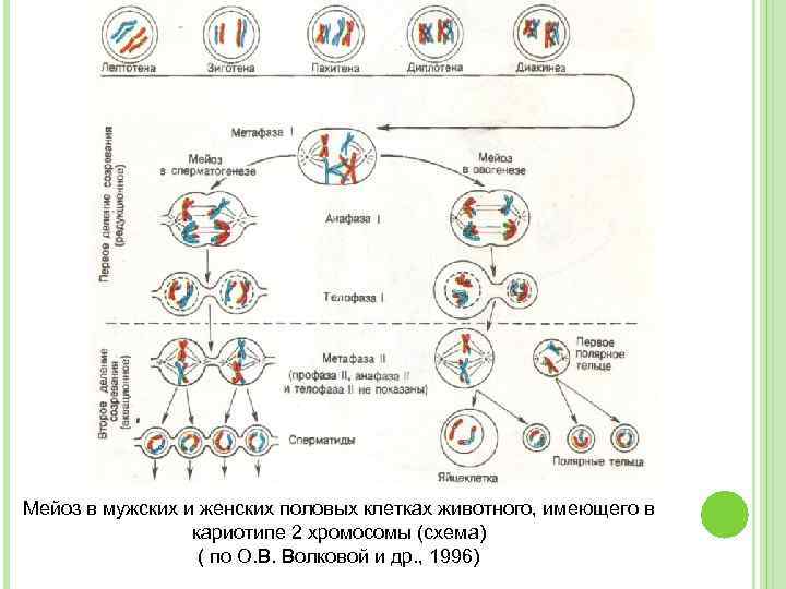 Актинидия схема посадки мужских и женских