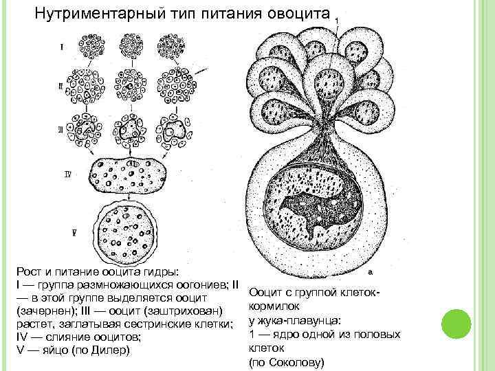Нутриментарный тип питания овоцита Рост и питание ооцита гидры: I — группа размножающихся оогониев;