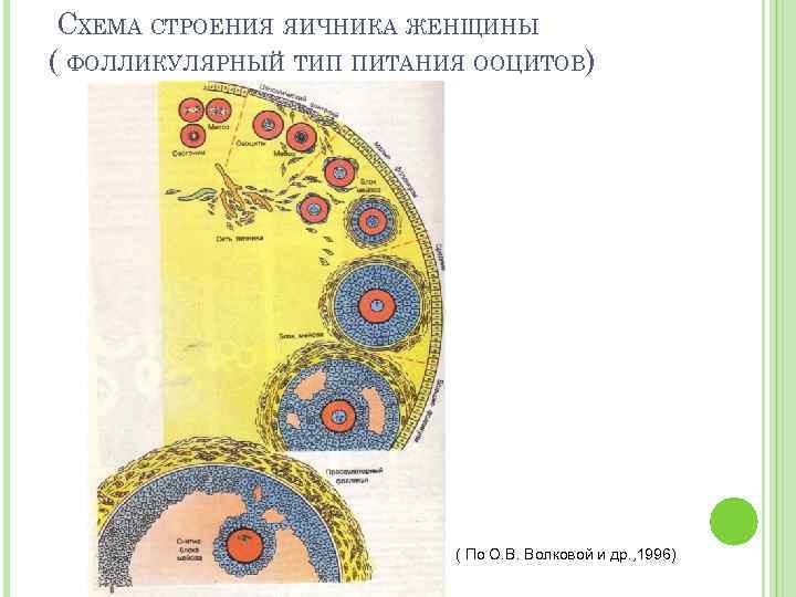 СХЕМА СТРОЕНИЯ ЯИЧНИКА ЖЕНЩИНЫ ( ФОЛЛИКУЛЯРНЫЙ ТИП ПИТАНИЯ ООЦИТОВ) ( По О. В. Волковой