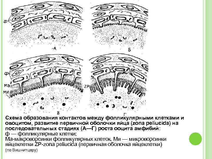 К схема образования