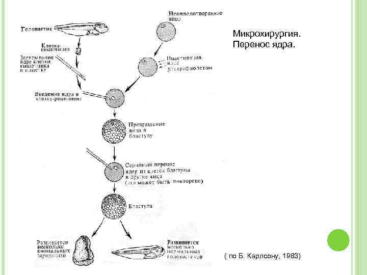 Микрохирургия. Перенос ядра. ( по Б. Карлсону, 1983) 