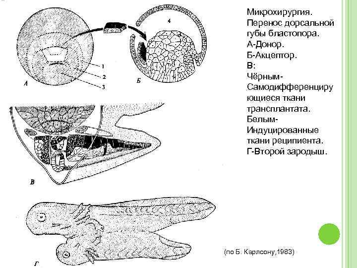 Картинки из дорсальной