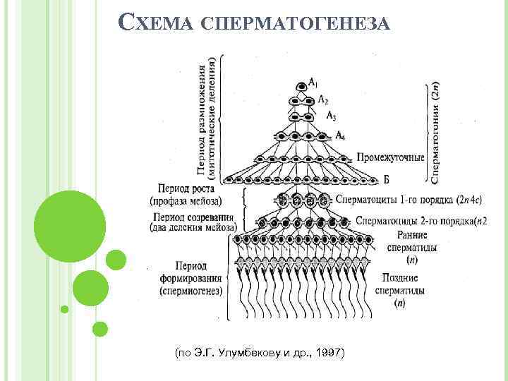 СХЕМА СПЕРМАТОГЕНЕЗА (по Э. Г. Улумбекову и др. , 1997) 