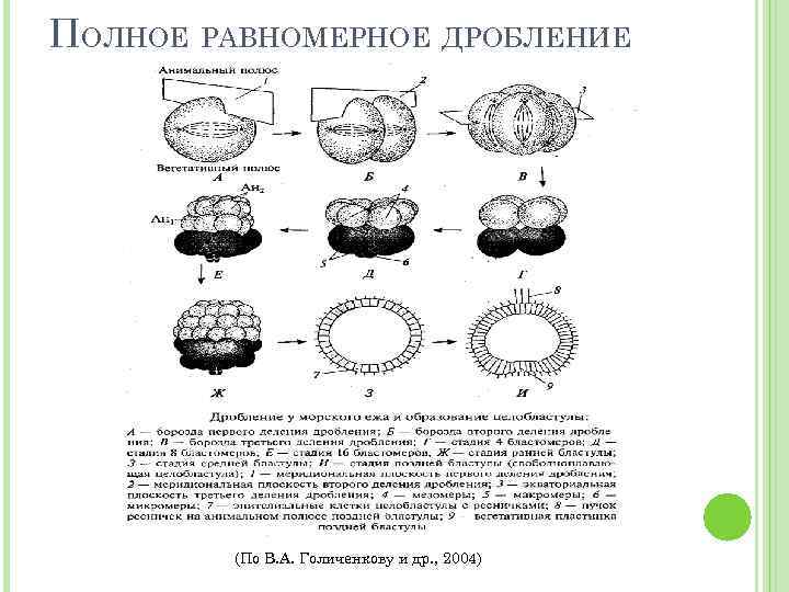 ПОЛНОЕ РАВНОМЕРНОЕ ДРОБЛЕНИЕ (По В. А. Голиченкову и др. , 2004) 