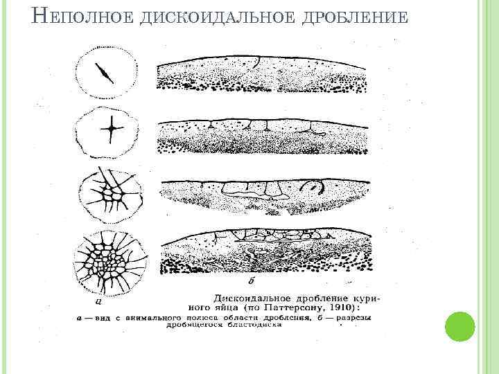 НЕПОЛНОЕ ДИСКОИДАЛЬНОЕ ДРОБЛЕНИЕ 