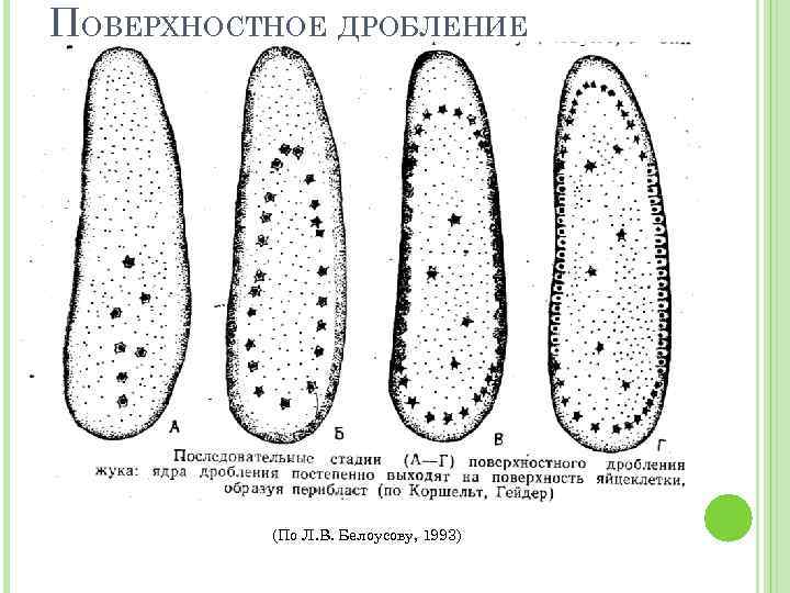 ПОВЕРХНОСТНОЕ ДРОБЛЕНИЕ (По Л. В. Белоусову, 1993) 