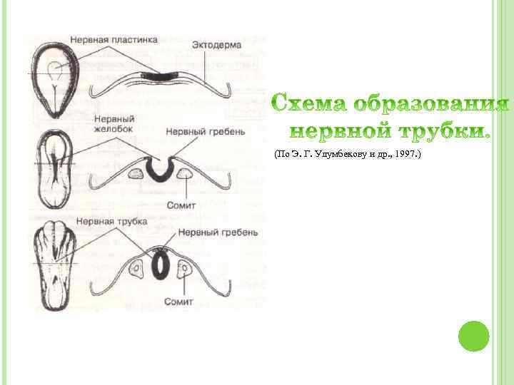 Нервная пластинка