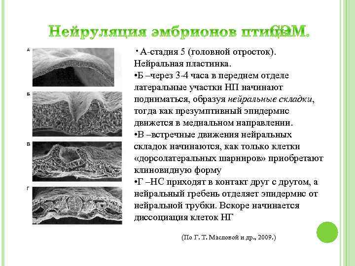  • А-стадия 5 (головной отросток). Нейральная пластинка. • Б –через 3 -4 часа