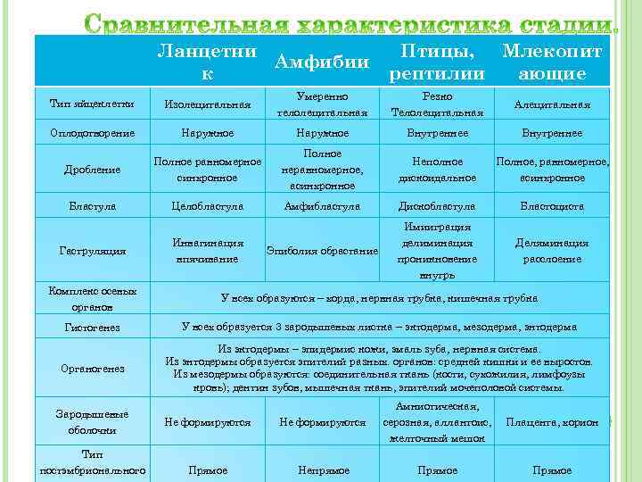 Ланцетни Амфибии к Птицы, Млекопит рептилии ающие Тип яйцеклетки Изолецитальная Умеренно телолецитальная Резко Телолецитальная