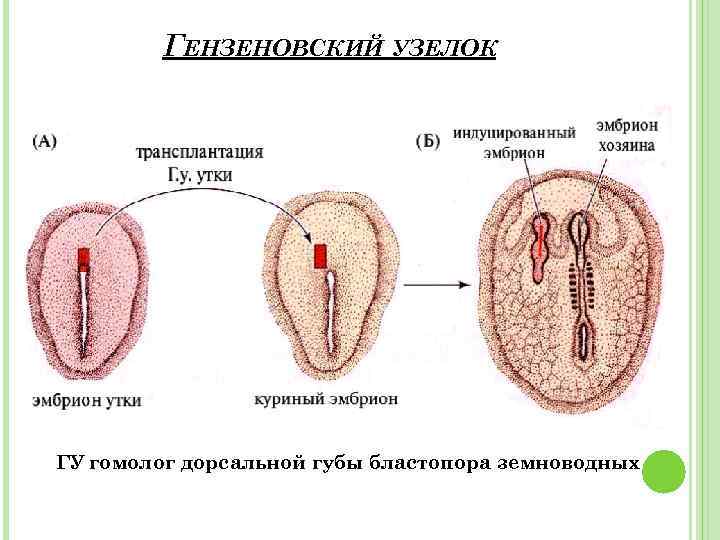 ГЕНЗЕНОВСКИЙ УЗЕЛОК ГУ гомолог дорсальной губы бластопора земноводных 