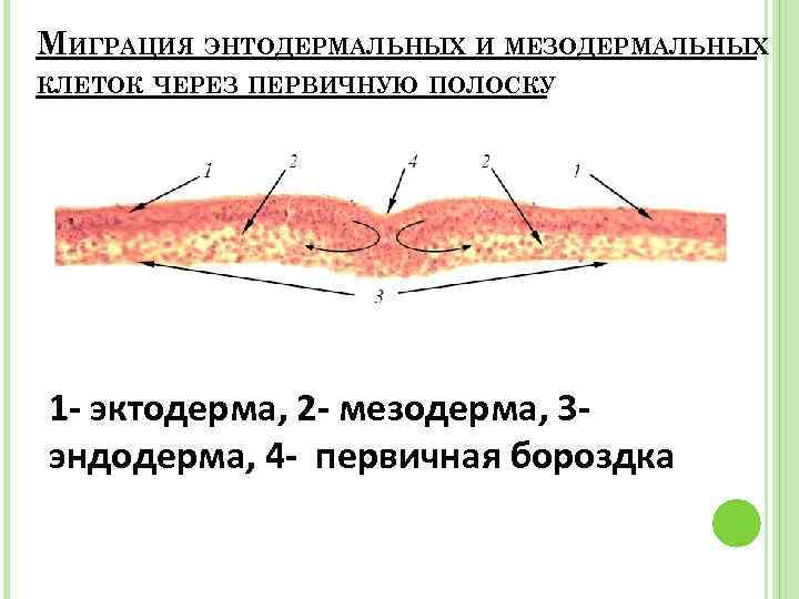 МИГРАЦИЯ ЭНТОДЕРМАЛЬНЫХ И МЕЗОДЕРМАЛЬНЫХ КЛЕТОК ЧЕРЕЗ ПЕРВИЧНУЮ ПОЛОСКУ 1 - эктодерма, 2 - мезодерма,