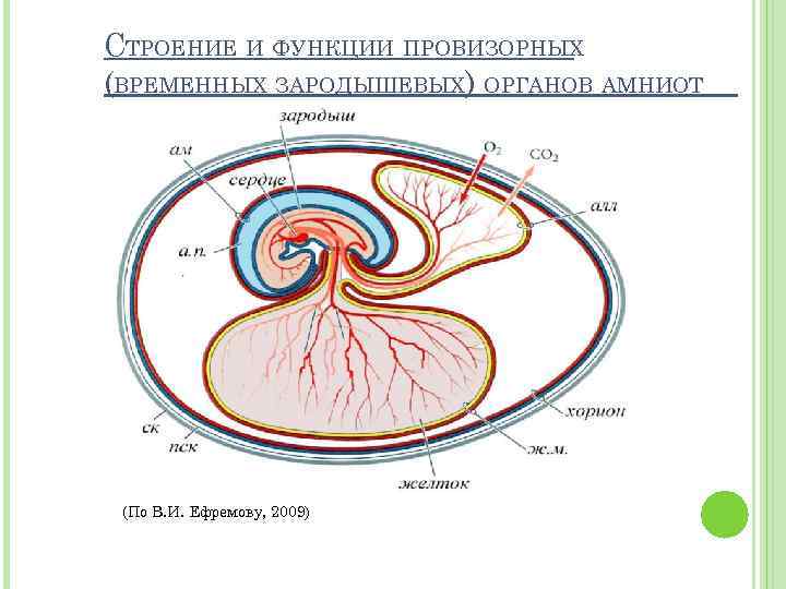 СТРОЕНИЕ И ФУНКЦИИ ПРОВИЗОРНЫХ (ВРЕМЕННЫХ ЗАРОДЫШЕВЫХ) ОРГАНОВ АМНИОТ (По В. И. Ефремову, 2009) 