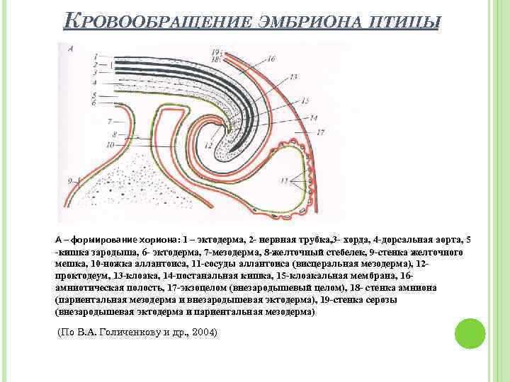 КРОВООБРАЩЕНИЕ ЭМБРИОНА ПТИЦЫ А – формирование хориона: 1 – эктодерма, 2 - нервная трубка,