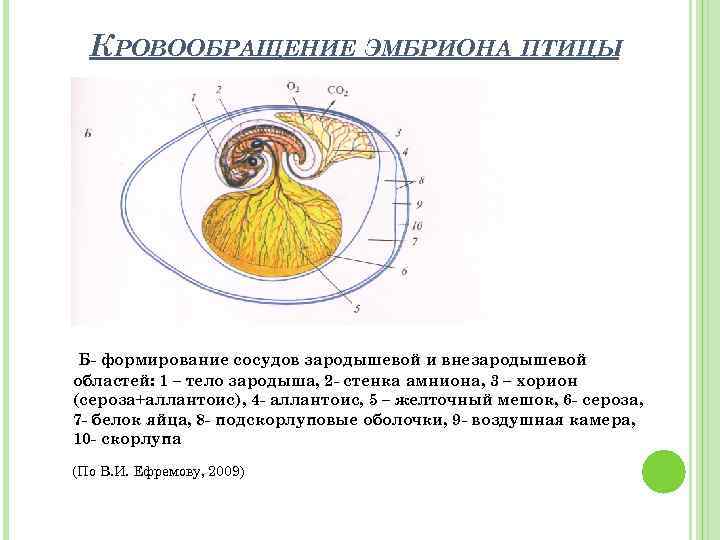 Строение и развитие зародыша птицы