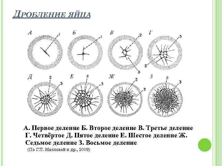 ДРОБЛЕНИЕ ЯЙЦА А. Первое деление Б. Второе деление В. Третье деление Г. Четвёртое Д.