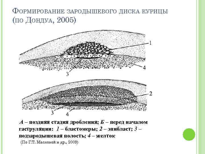 ФОРМИРОВАНИЕ ЗАРОДЫШЕВОГО ДИСКА КУРИЦЫ (ПО ДОНДУА, 2005) А – поздняя стадия дробления; Б –