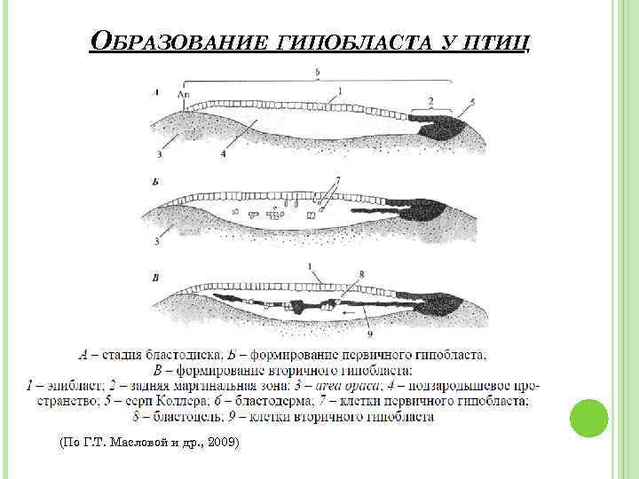 ОБРАЗОВАНИЕ ГИПОБЛАСТА У ПТИЦ (По Г. Т. Масловой и др. , 2009) 