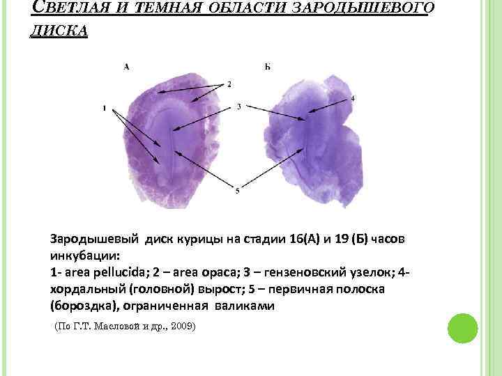 СВЕТЛАЯ И ТЕМНАЯ ОБЛАСТИ ЗАРОДЫШЕВОГО ДИСКА Зародышевый диск курицы на стадии 16(А) и 19