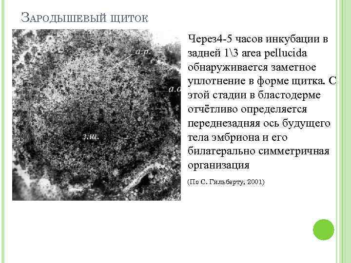 ЗАРОДЫШЕВЫЙ ЩИТОК Через 4 -5 часов инкубации в задней 13 area pellucida обнаруживается заметное