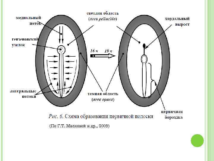 (По Г. Т. Масловой и др. , 2009) 