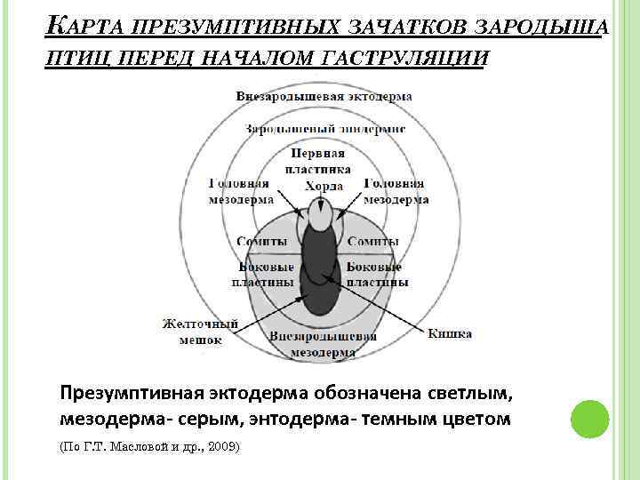 КАРТА ПРЕЗУМПТИВНЫХ ЗАЧАТКОВ ЗАРОДЫША ПТИЦ ПЕРЕД НАЧАЛОМ ГАСТРУЛЯЦИИ Презумптивная эктодерма обозначена светлым, мезодерма- серым,