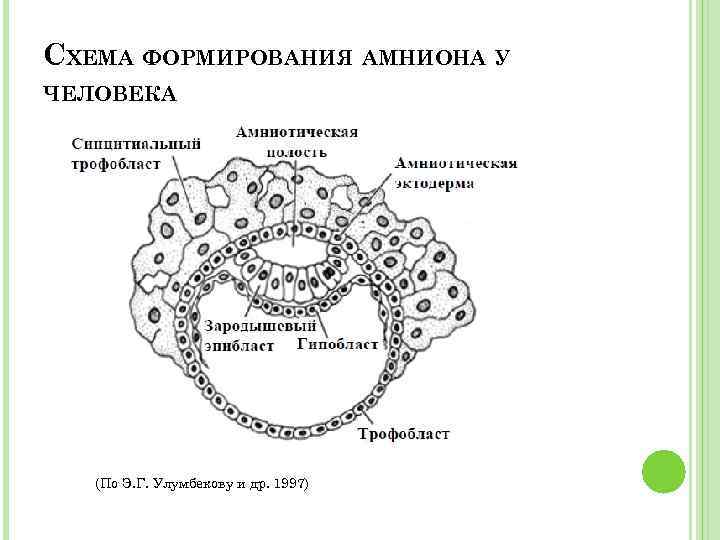 Трофобласт это. Формирование амниона схема. Схема образования амниона у млекопитающих. Бластоциста эмбриобласт трофобласт эпибласт гипобласт схема. Формирование амниона у зародыша человека.