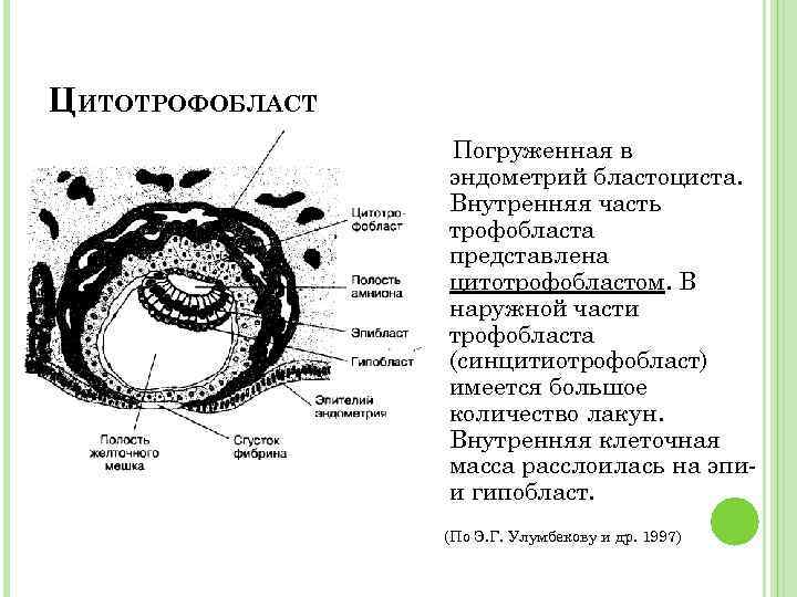 Каким номером на рисунке обозначена часть эмбриона млекопитающего через которую зародыш