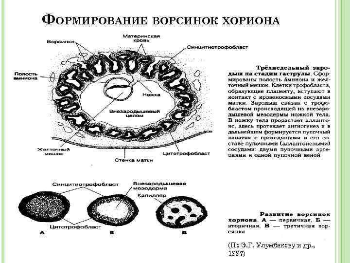 ФОРМИРОВАНИЕ ВОРСИНОК ХОРИОНА (По Э. Г. Улумбекову и др. , 1997) 