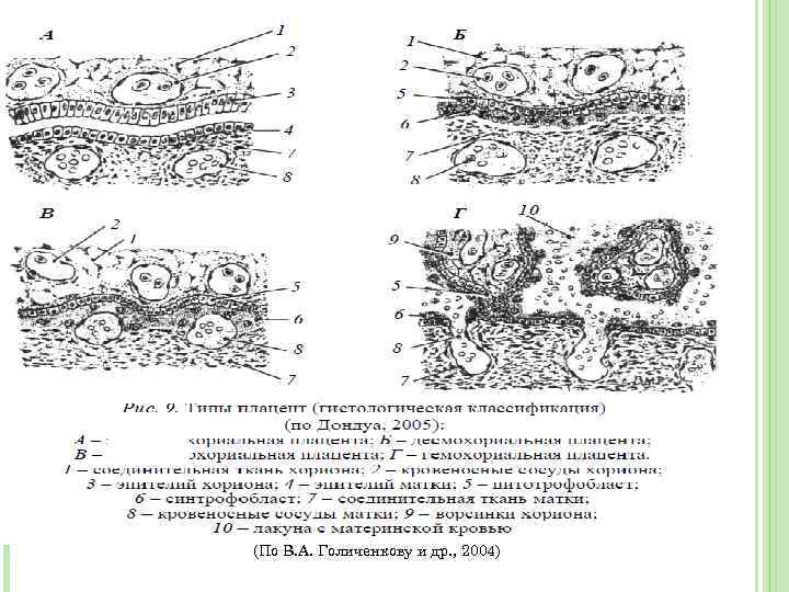 Рассмотрите рисунок 193 укажите особенности развития зародыша млекопитающих