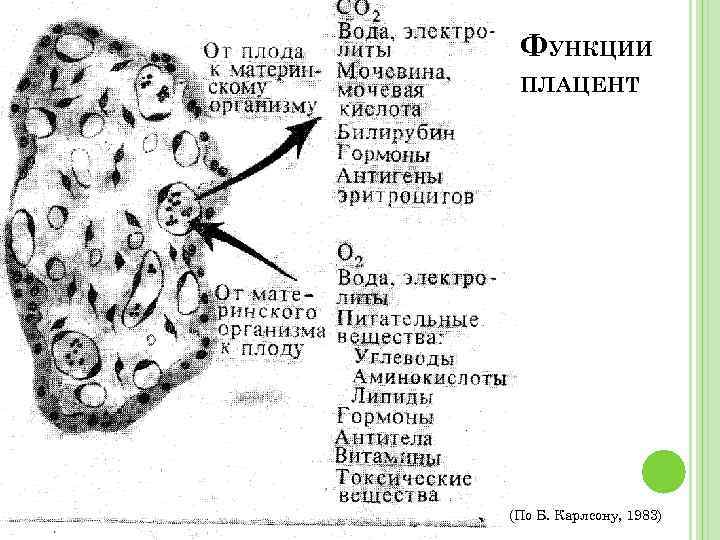 ФУНКЦИИ ПЛАЦЕНТ (По Б. Карлсону, 1983) 