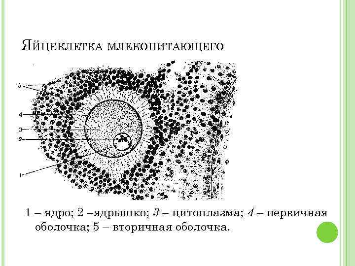 Схема строения яйцеклетки