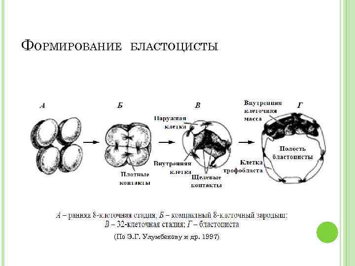 Каким номером на рисунке обозначен процесс переноса зародыша в суррогатную мать