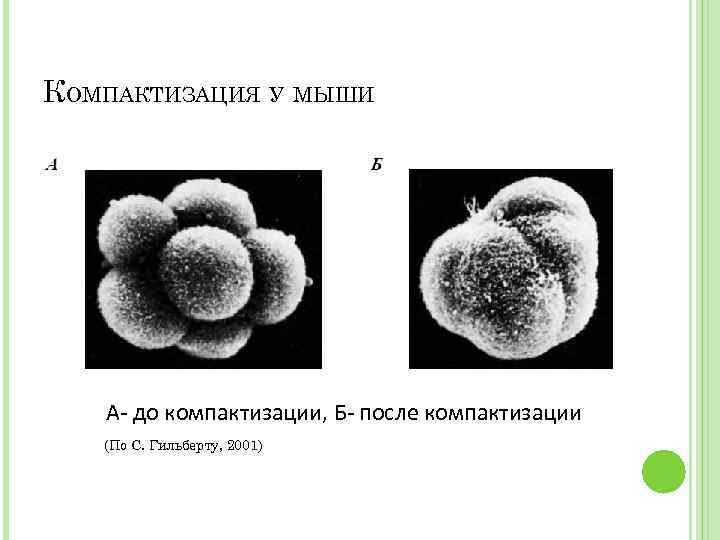 КОМПАКТИЗАЦИЯ У МЫШИ А- до компактизации, Б- после компактизации (По С. Гильберту, 2001) 