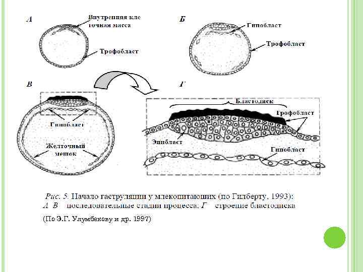 Рисунок эмбриона млекопитающего егэ по биологии