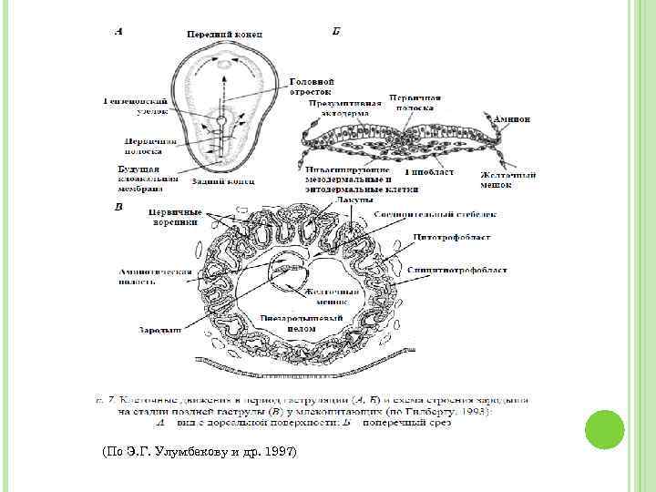(По Э. Г. Улумбекову и др. 1997) 