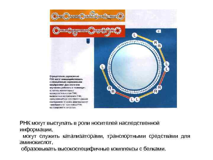 РНК могут выступать в роли носителей наследственной информации, могут служить катализаторами, транспортными средствами для